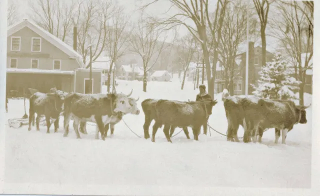 c1918 RPPC  7 or 8 Bulls Cattle Yoked Together in Snowstorm Real Photo Postcard