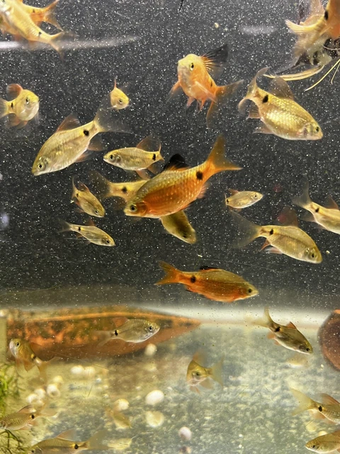 10x Rosy Barbs Live Freshwater Aquarium Fish