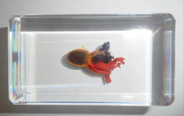 Frog Heart East Asian Bullfrog in Clear Resin Block Learning Aid BK2