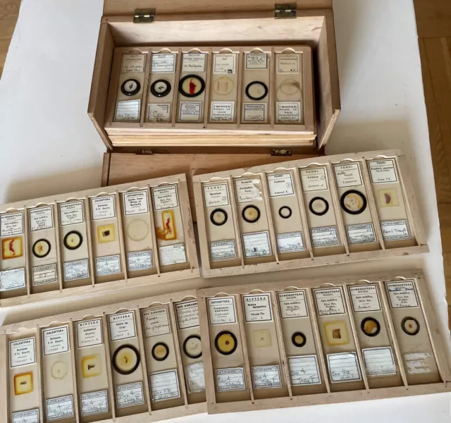 Millikin and Lawley Antique Microscopic Slides Collection