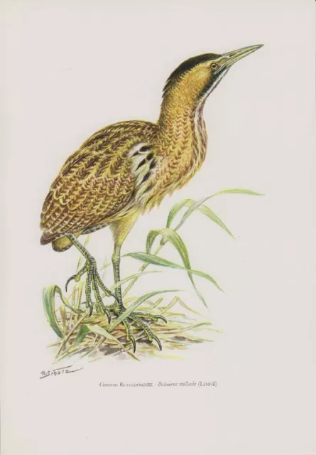 Grosse Rohrdommel (Botaurus stellaris)  Reiher Farbdruck 1958 Ornithologie