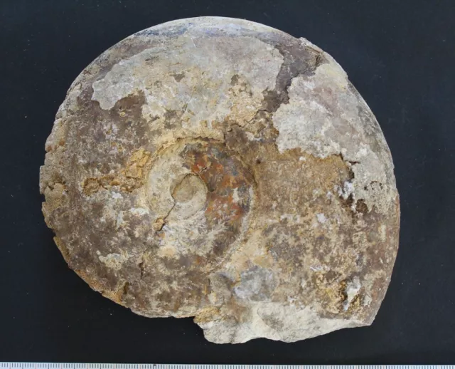 Ammonite fossile Esericeras Toarcien Normandie 2