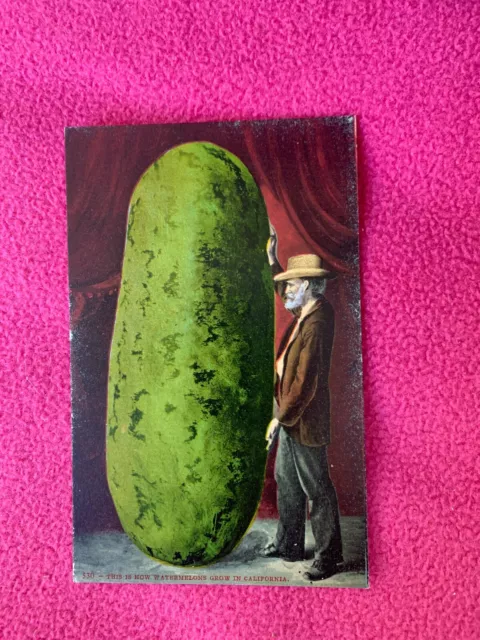 vintage POSTCARD giant THIS IS HOW GROW IN CALIFORNIA exaggerated WATERMELON