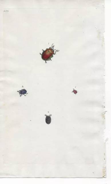 19th century Antique Insect Engraving