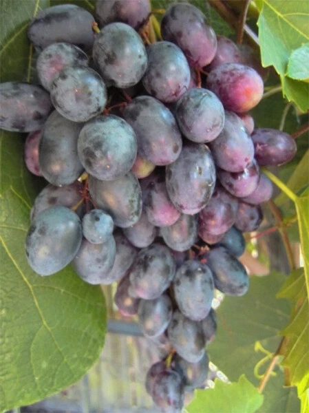 Vitis vinifera Einset Seedless, purpurfarbene kernlose Früchte