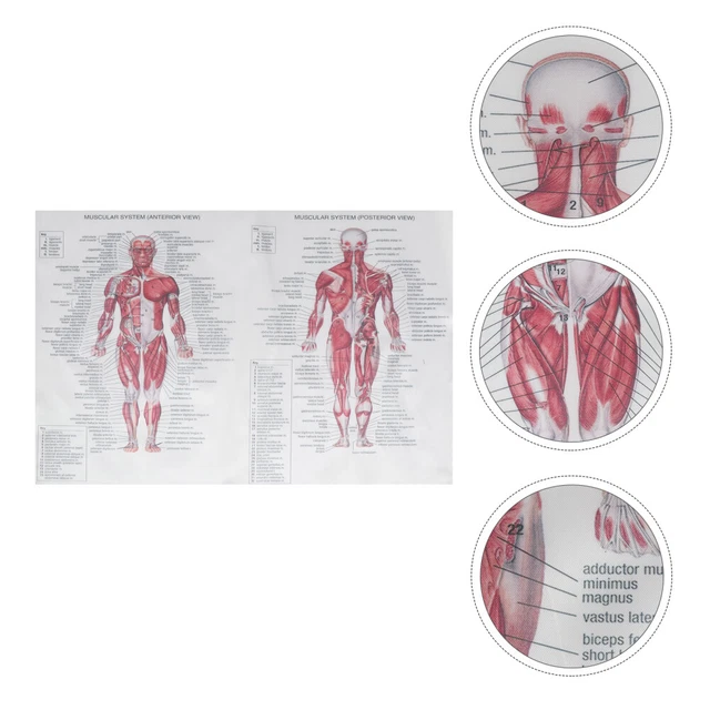 HUMAN ANATOMY POSTER Muscle Figure Wall Science Nervous System Student ...