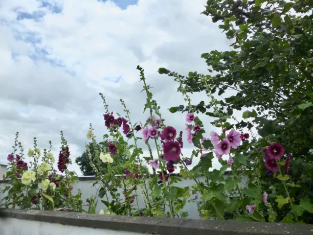 Plantas altas para mitad o parte posterior del borde del jardín de verano