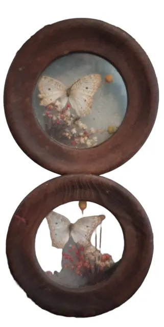 VTG Pair Dunston Round Wood Framed Butterfly & Dried Flowers in Glass Wall Art