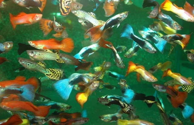 24 Pack Active Male &Female Guppies - Vibrant Live Fish for Sale - USA SELLER