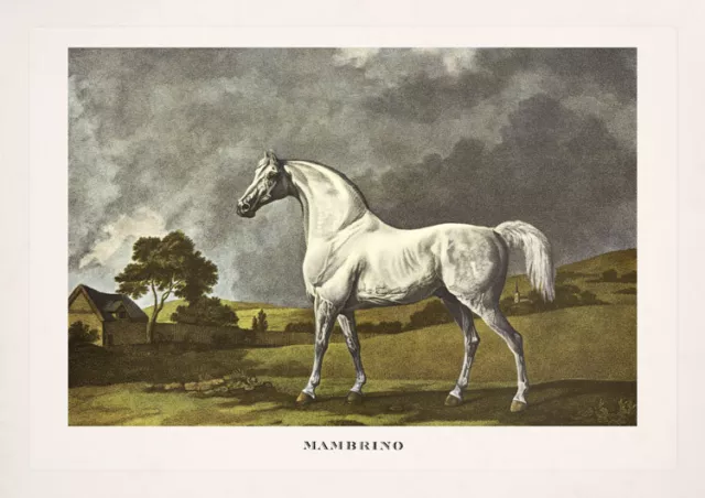 Rennpferd Mambrino von George Stubbs Pferd Haus Vollblut Pferde & Reiter A3 55