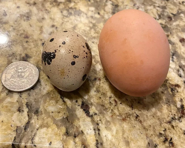 JUMBO PHARAOH COTURNIX Hatching Eggs And Jumbo Italian Quail Hatching