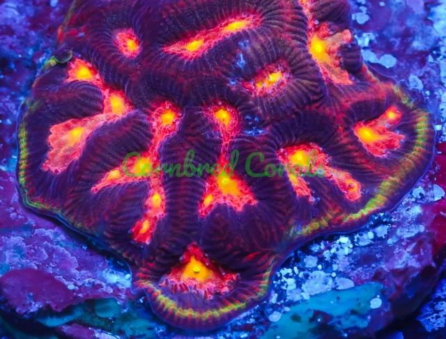 Cornbred's Inferno Maze Brain Favia - Frag - LIVE CORAL