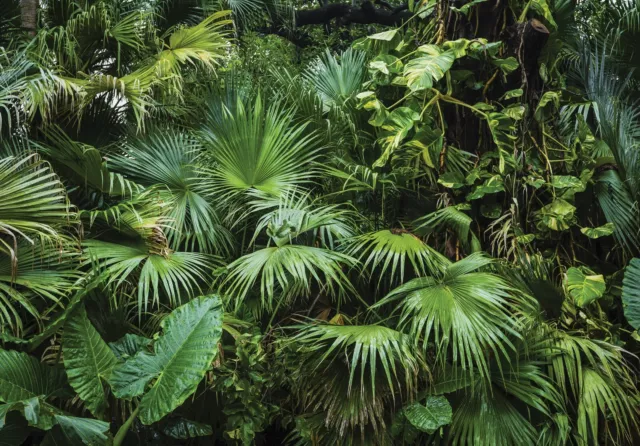 Vlies Fototapete Dschungel Pflanzen Grün Natur Blätter TAPETE Wohnzimmer Wald 81