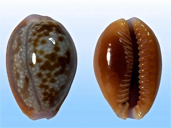 Cypraea helvola argella, Diego Suarez, Madagascar, 22,5 mm, BLUISH, LOVELY