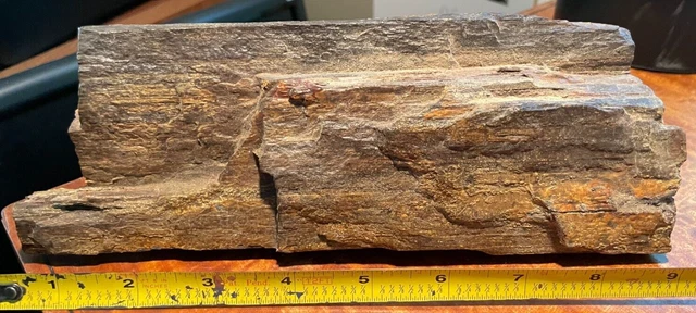 Large Petrified Wood Log 10" Fossil Specimen Colorful Growth Rings Details SEE