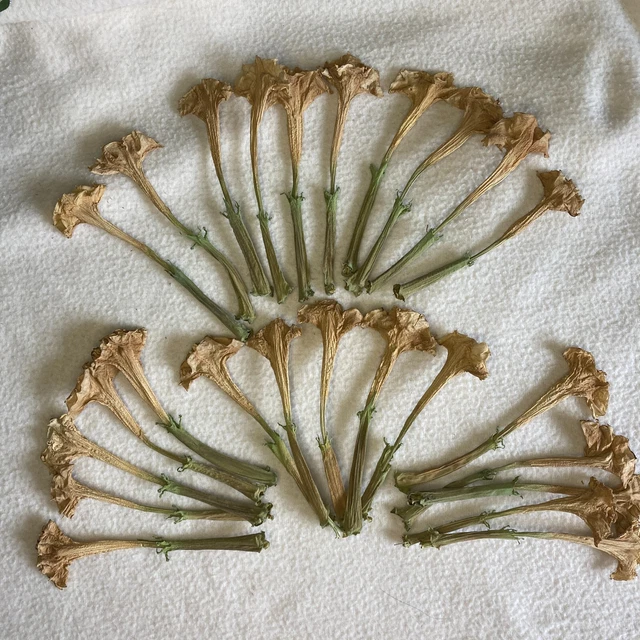 Datura Inoxia Flores 25 Ornaple de Flor de Luna Secas 2023 Floral Artesanal Orgánico