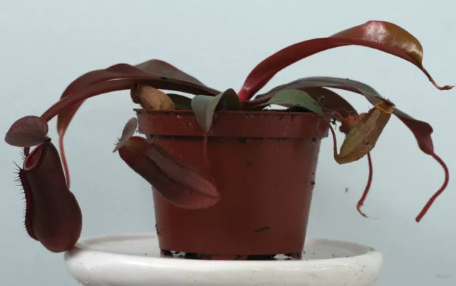 Nepenthes sanguinea (brocca tropicale delle Highlands) pianta carnivora viva in vaso da 3⁄2 2