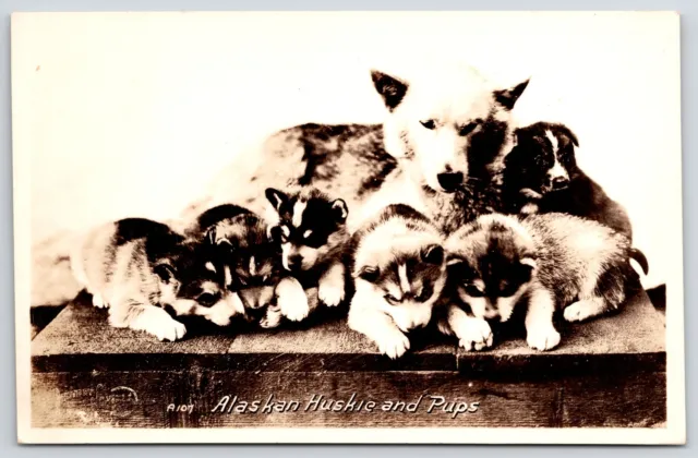 Alaskan Huskie And Pups Animal Dog Pets Real Photo RPPC Postcard