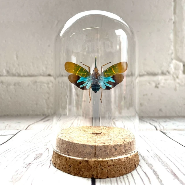 Bell Hop Insect LANTERNFLY (SAIVA TRANSVERSOLINEATA) Cicada Insect Glass Bell Dome ...