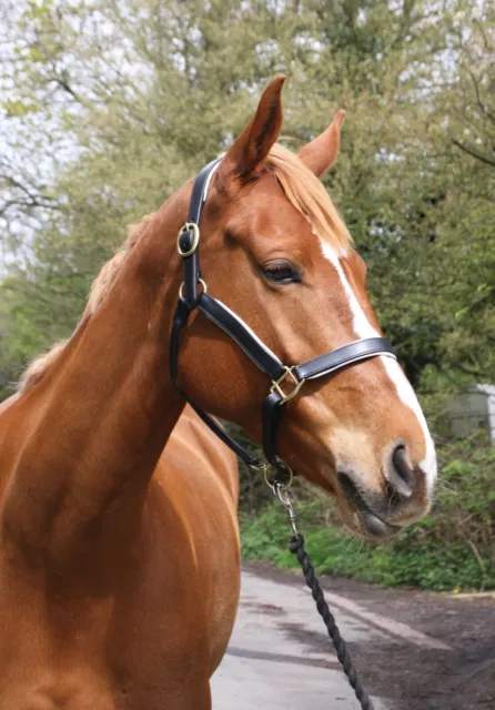 Leather Horse Headcollar Halter Different Style Plated Bling Head Collar Full