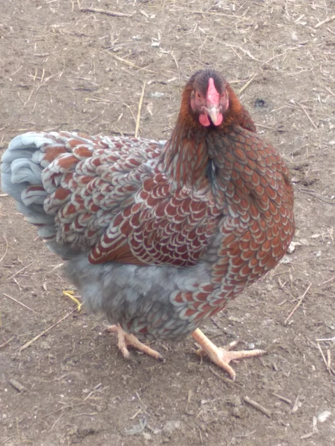 6+ Blue Laced Red Wyandotte and Splash Laced Red Wyandotte Hatching Eggs