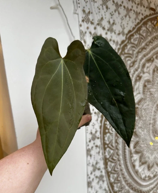 ANTHURIUM PROPINQUUM 68.30 - PicClick UK