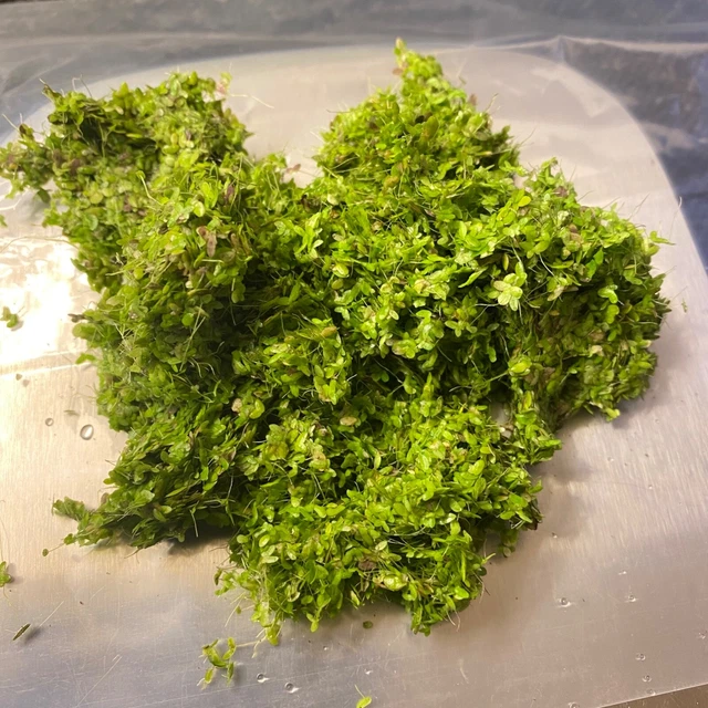 DuckWeed - (50 Grams) - Oxygenating plants, Pond or Aquarium
