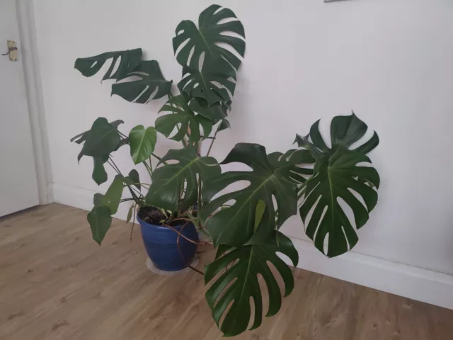 Monstera Deliciosa LARGE FORM - non variegated -Classic Swiss Cheese Plant House