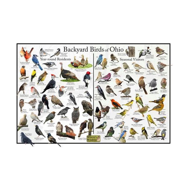 BACKYARD BIRDS OF Ohio Bird Identification Nature Poster / Bird ID