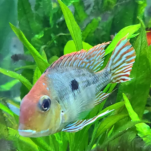 Red Head Tapajo (Geophagus Tapajos) Earth Eater Cichlid Bred in USA