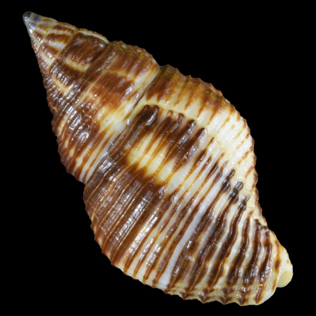 Olango Shell POLLIA FUMOSA (OLANGO Isl., Philippines) 31.9mm #46324 £2.83 - PicClick UK