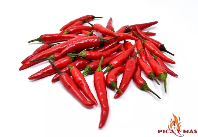 30 Seeds Thai Dragon Red Pepper Thai Chilli Chile Red Seed Spicy