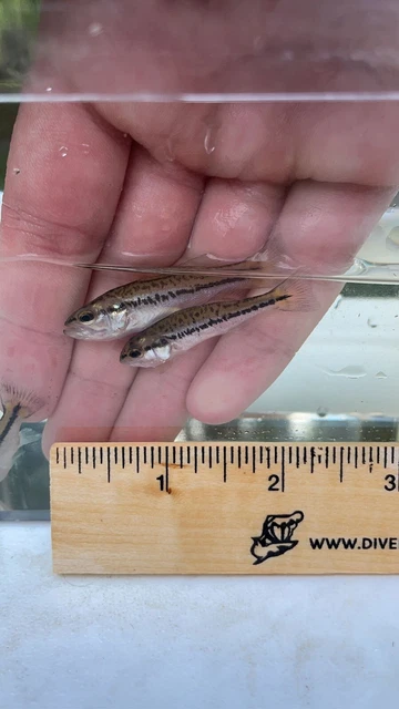 7x 2” LARGEMOUTH BASS live freshwater aquarium pond fish *PLS READ DESCR*