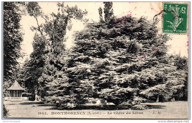 95 MONTMORENCY - the cedar of Lebanon