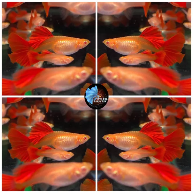 2X Female Live Aquarium Guppy Fish High Quality Albino Full Red DBS - USA Seller