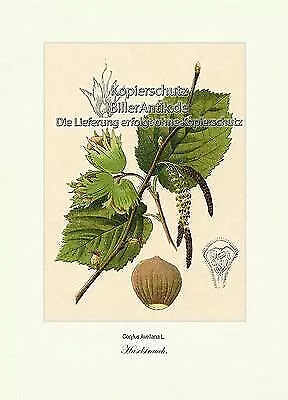 Haselstrauch Corylus Avellana Haselnussgewächse Betulaceae Vilmorin A4 388