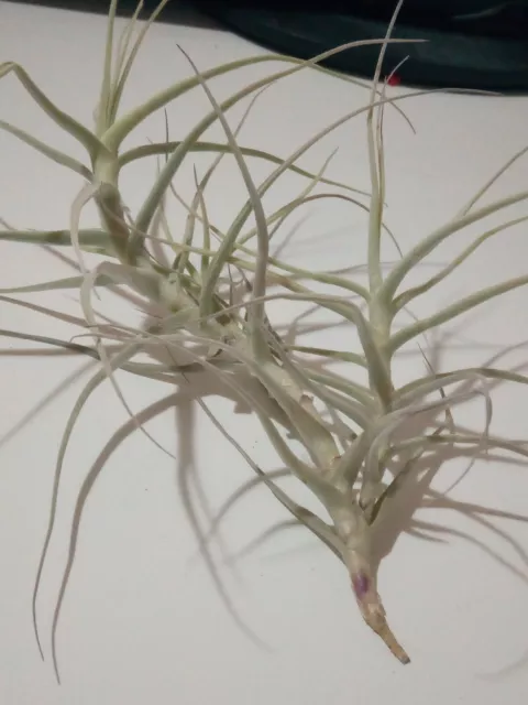 Rare Tillandsia Paleacea Plantes Collection Carnation D'Air 10 CM
