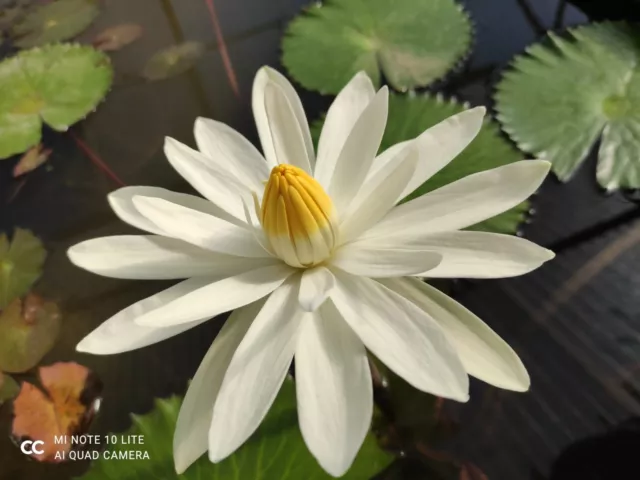 Tigerlotus Knollen rot oder grün Nymphaea Lotus 5 Knollen Wasserpflanzen,