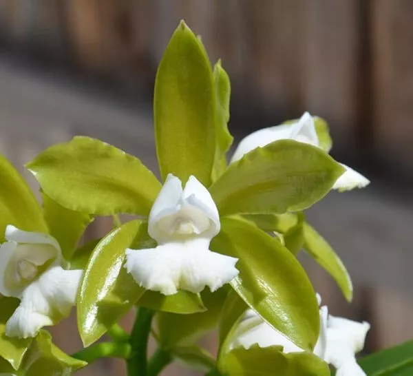 Cattleya Leopoldi alba x self Live Orchid Plant 2B26