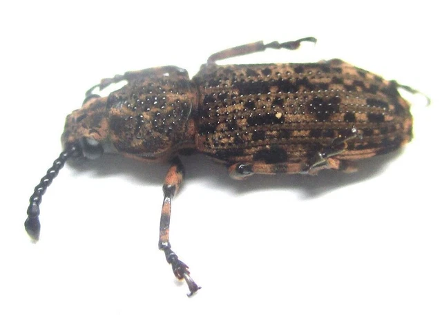 Q013 GNE | CL : Anthribidae: Xylinades philippinensis 14mm A-