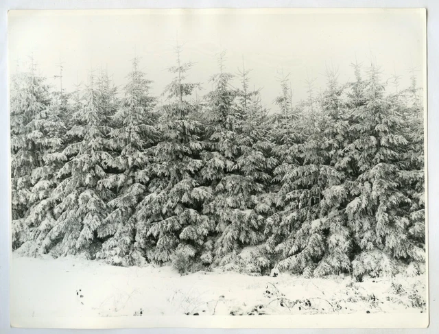 PHOTO ANCIENNE Paysage enneigé Sapin Hiver Neige Hivernal 1960 N&B Arbre Forêt