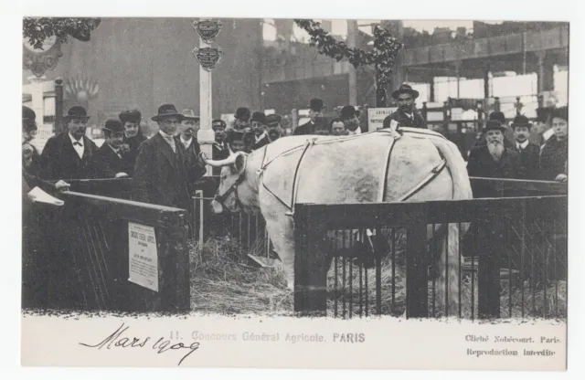 CPA PARIS AGRICULTURE Concours Général Agricole CATTLE Beef 1909 animated