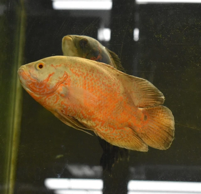 Live Albino Ruby Oscar Cichlid (6-7" Large Freshwater Aquarium Fish) 4