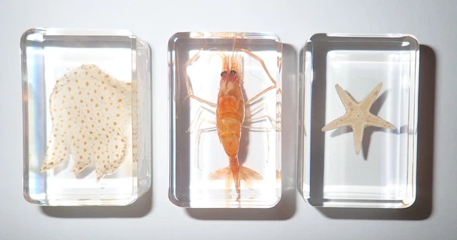 Jellyfish + Starfish + Shrimp Set 3 Clear Lucite Block Education Kit TE1S3
