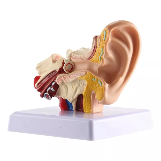 3X(1.5X Modelo de AnatomíA del OíDo Humano - Modelo de SimulacióN de Estruc7449