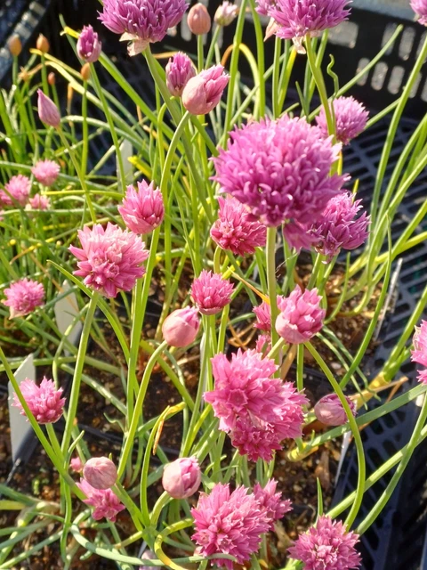 9 VERSCHIEDENE SORTEN Schnittlauch, Allium, Kräuter, Gewürze