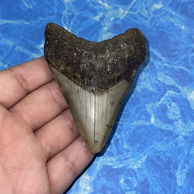 Megalodon Shark Tooth 3.42” Huge Teeth Big Meg Scuba Diver Direct Fossil Nc 8116