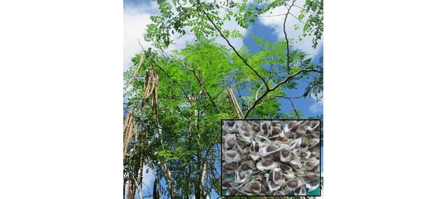 BULK SEEDS (30) Moringa Oleifera, Drumstick, Horseradish, ben oil tree, ORGANIC