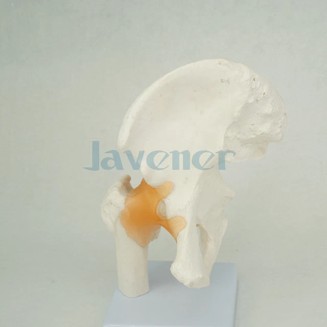 LIFE SIZE SHOULDER Joint Anatomical Model Skeleton Human Medical
