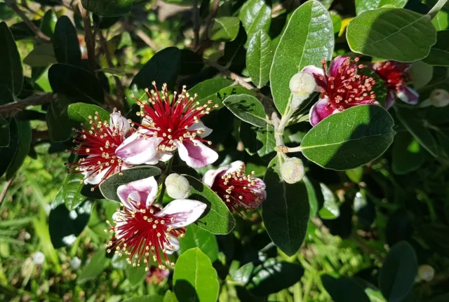 FEIJOA "Sellowiana Gemini" plant de 40-50cm!!